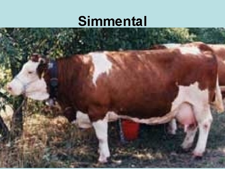 Simmental 
