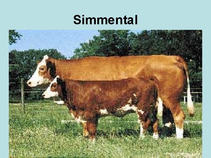 Simmental 