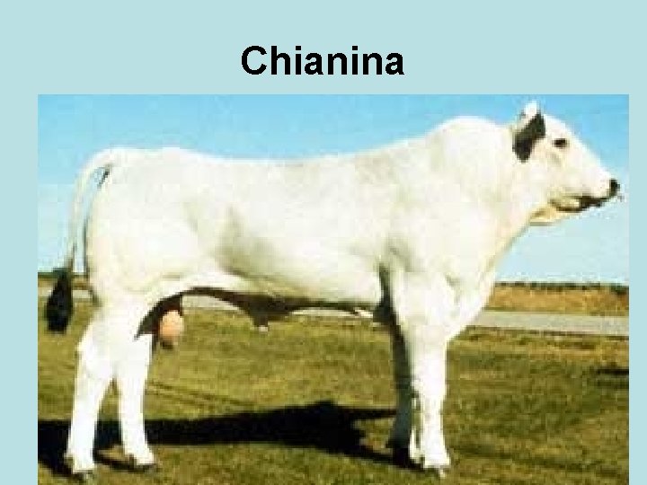 Chianina 