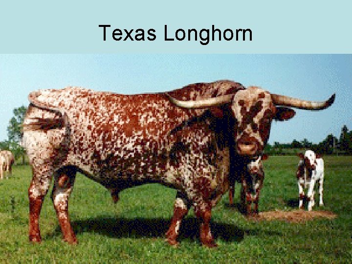 Texas Longhorn 