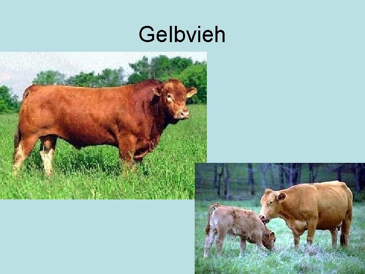 Gelbvieh 