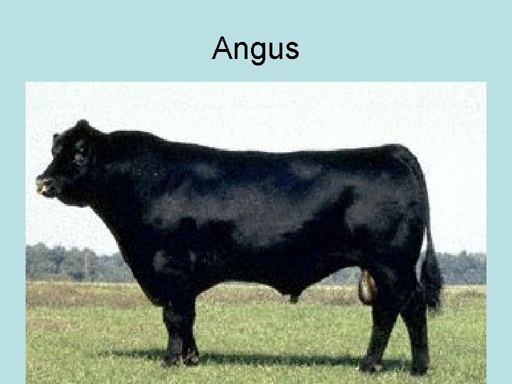 Angus 