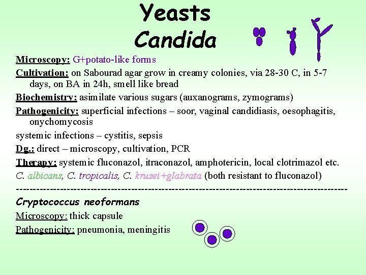 Yeasts Candida Microscopy: G+potato-like forms Cultivation: on Sabourad agar grow in creamy colonies, via