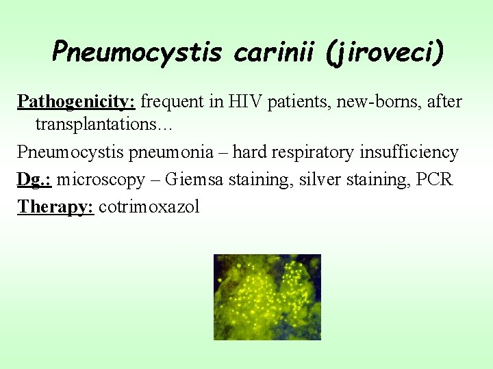 Pneumocystis carinii (jiroveci) Pathogenicity: frequent in HIV patients, new-borns, after transplantations… Pneumocystis pneumonia –