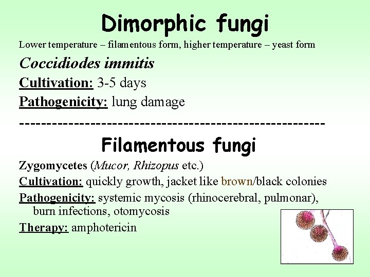 Dimorphic fungi Lower temperature – filamentous form, higher temperature – yeast form Coccidiodes immitis