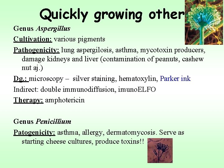 Quickly growing other Genus Aspergillus Cultivation: various pigments Pathogenicity: lung aspergilosis, asthma, mycotoxin producers,