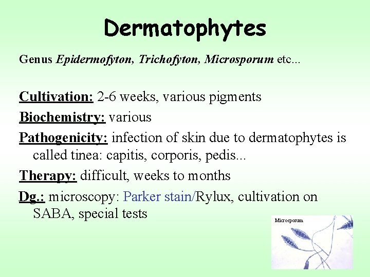 Dermatophytes Genus Epidermofyton, Trichofyton, Microsporum etc. . . Cultivation: 2 -6 weeks, various pigments