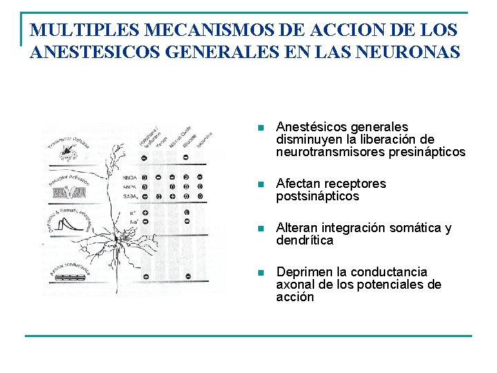 MULTIPLES MECANISMOS DE ACCION DE LOS ANESTESICOS GENERALES EN LAS NEURONAS n Anestésicos generales