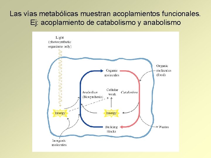 Las vías metabólicas muestran acoplamientos funcionales. Ej: acoplamiento de catabolismo y anabolismo 