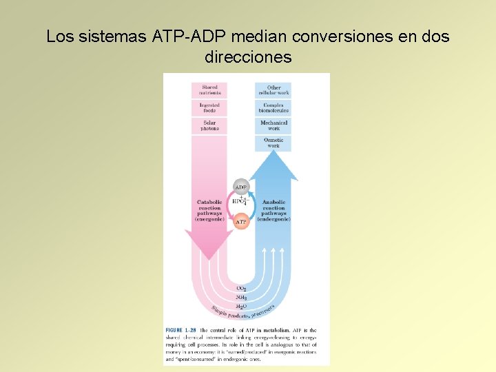 Los sistemas ATP-ADP median conversiones en dos direcciones 