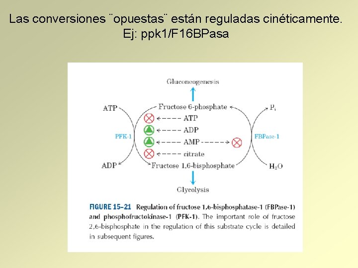 Las conversiones ¨opuestas¨ están reguladas cinéticamente. Ej: ppk 1/F 16 BPasa 