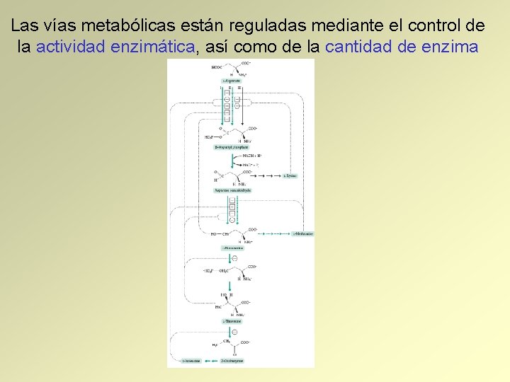 Las vías metabólicas están reguladas mediante el control de la actividad enzimática, así como