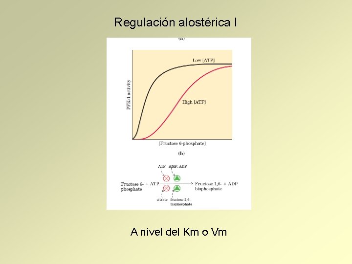 Regulación alostérica I A nivel del Km o Vm 