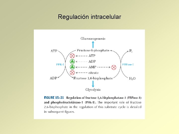 Regulación intracelular 