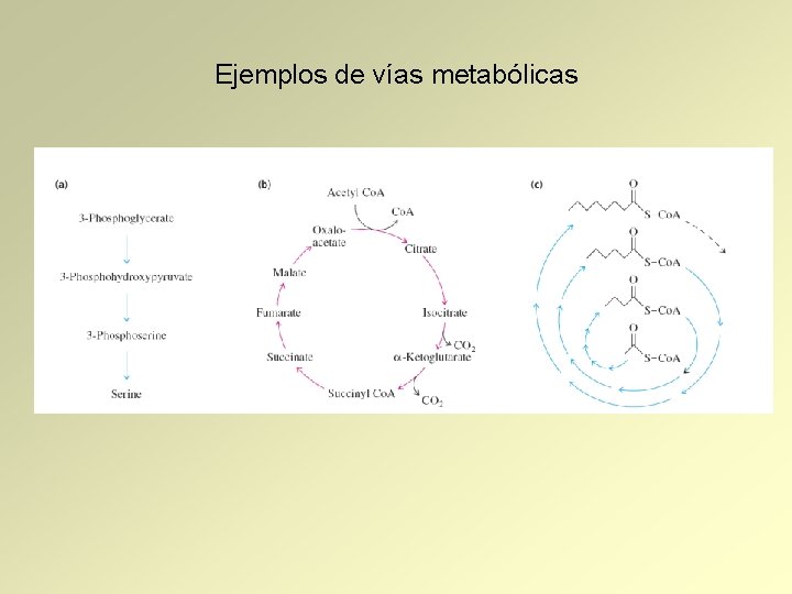 Ejemplos de vías metabólicas 