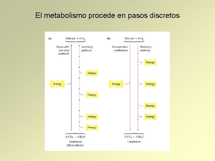 El metabolismo procede en pasos discretos 