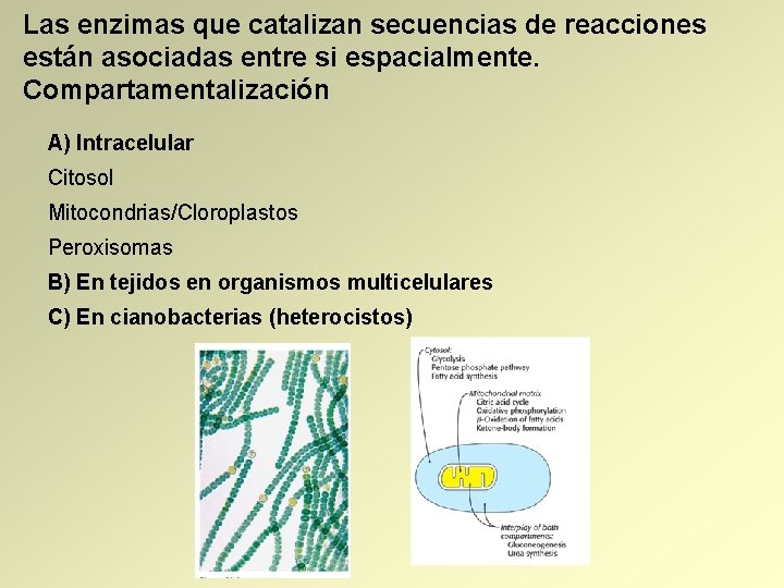 Las enzimas que catalizan secuencias de reacciones están asociadas entre si espacialmente. Compartamentalización A)