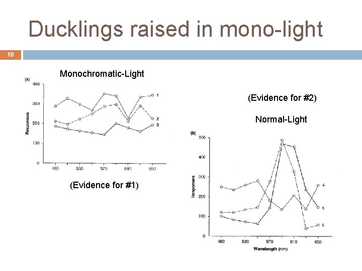 Ducklings raised in mono-light 18 Monochromatic-Light (Evidence for #2) Normal-Light (Evidence for #1) 