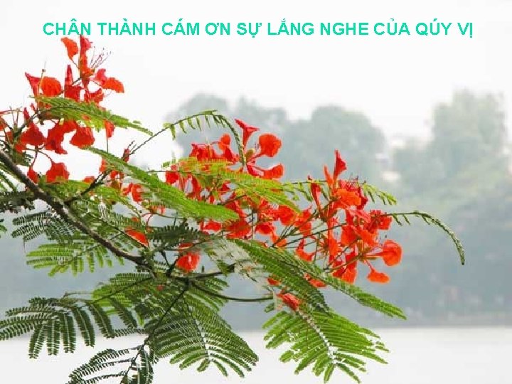 CH N THÀNH CÁM ƠN SỰ LẮNG NGHE CỦA QÚY VỊ 