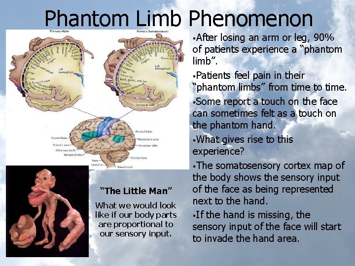 Phantom Limb Phenomenon §After “The Little Man” What we would look like if our