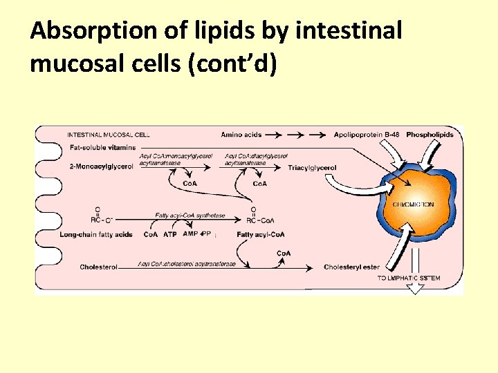 Absorption of lipids by intestinal mucosal cells (cont’d) 