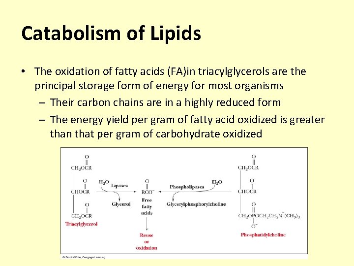 Catabolism of Lipids • The oxidation of fatty acids (FA)in triacylglycerols are the principal