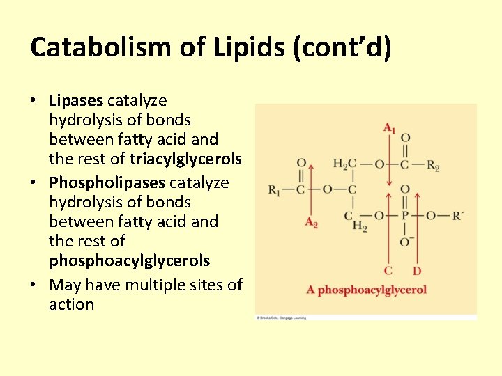 Catabolism of Lipids (cont’d) • Lipases catalyze hydrolysis of bonds between fatty acid and