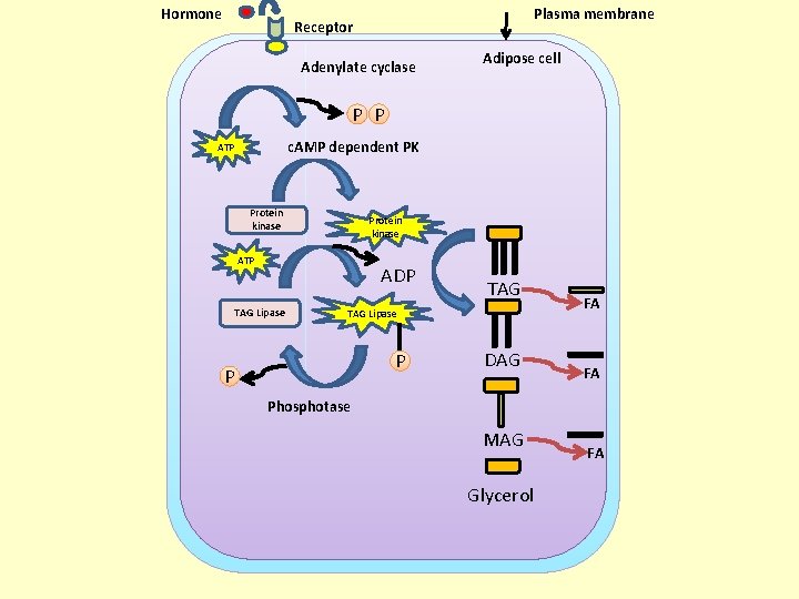 Hormone Plasma membrane Receptor Adenylate cyclase Adipose cell P P c. AMP dependent PK