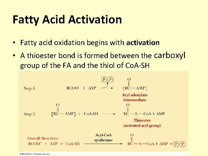 Fatty Acid Activation • Fatty acid oxidation begins with activation • A thioester bond