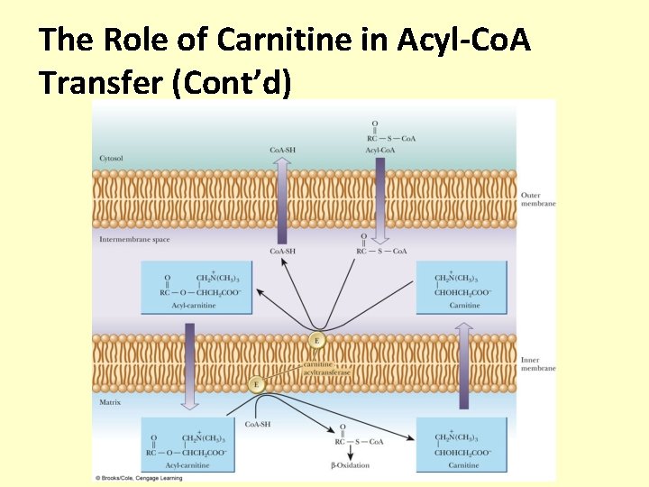The Role of Carnitine in Acyl-Co. A Transfer (Cont’d) 
