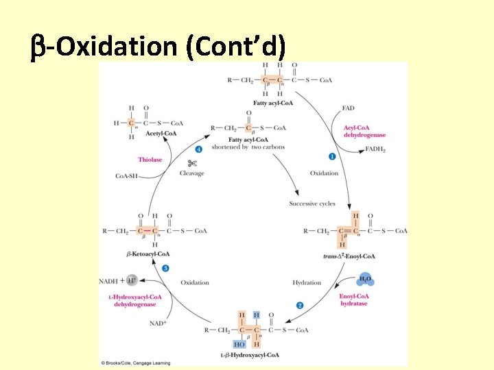  -Oxidation (Cont’d) 