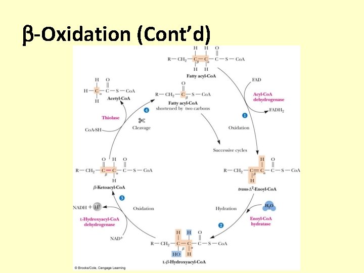  -Oxidation (Cont’d) 
