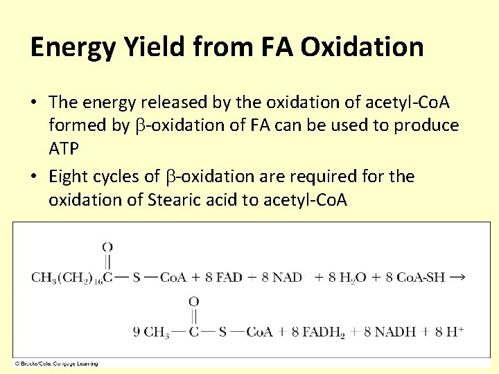Energy Yield from FA Oxidation • The energy released by the oxidation of acetyl-Co.