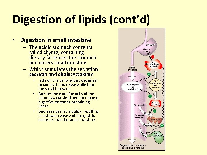 Lipid metabolism Digestion and absorption of Lipids Digestion