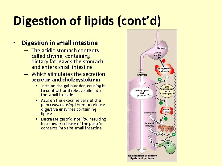 Digestion of lipids (cont’d) • Digestion in small intestine – The acidic stomach contents