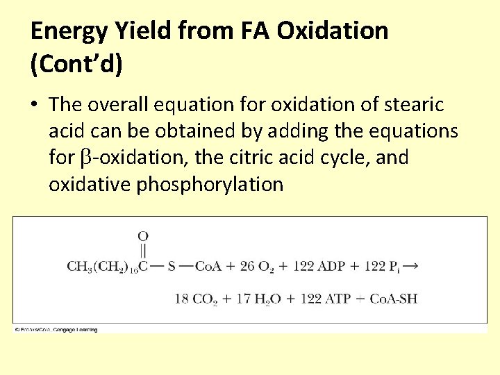 Energy Yield from FA Oxidation (Cont’d) • The overall equation for oxidation of stearic