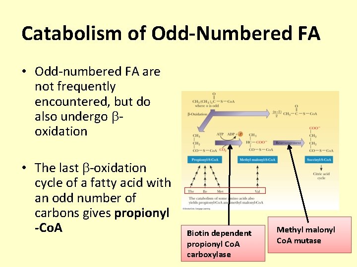 Catabolism of Odd-Numbered FA • Odd-numbered FA are not frequently encountered, but do also