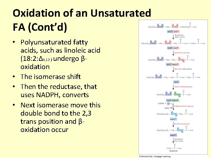 Oxidation of an Unsaturated FA (Cont’d) • Polyunsaturated fatty acids, such as linoleic acid