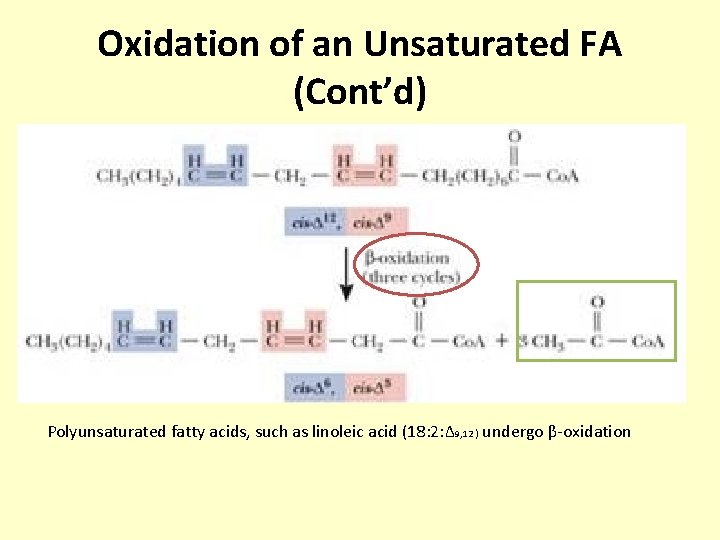 Oxidation of an Unsaturated FA (Cont’d) Polyunsaturated fatty acids, such as linoleic acid (18: