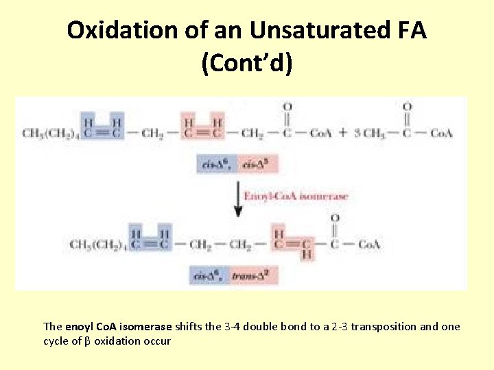 Oxidation of an Unsaturated FA (Cont’d) The enoyl Co. A isomerase shifts the 3