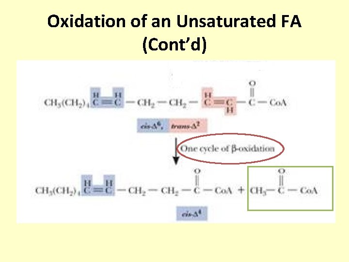 Oxidation of an Unsaturated FA (Cont’d) 