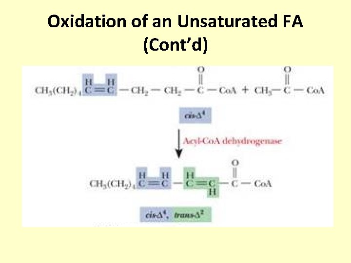 Oxidation of an Unsaturated FA (Cont’d) 