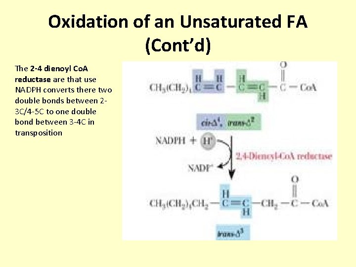 Oxidation of an Unsaturated FA (Cont’d) The 2 -4 dienoyl Co. A reductase are