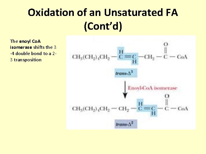 Oxidation of an Unsaturated FA (Cont’d) The enoyl Co. A isomerase shifts the 3