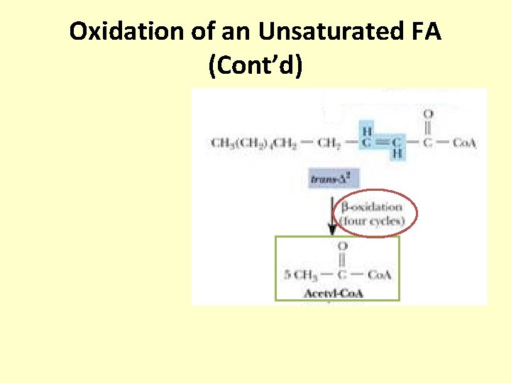 Oxidation of an Unsaturated FA (Cont’d) 