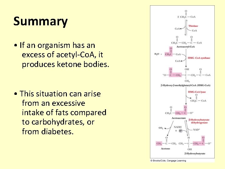 Summary • If an organism has an excess of acetyl-Co. A, it produces ketone