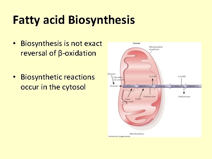 Fatty acid Biosynthesis • Biosynthesis is not exact reversal of β-oxidation • Biosynthetic reactions