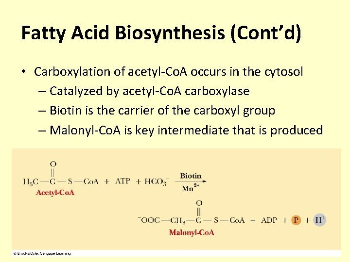 Fatty Acid Biosynthesis (Cont’d) • Carboxylation of acetyl-Co. A occurs in the cytosol –
