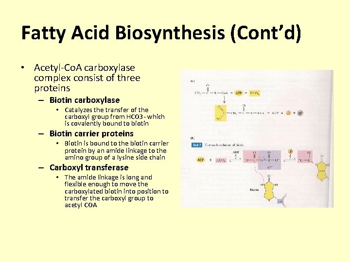 Fatty Acid Biosynthesis (Cont’d) • Acetyl-Co. A carboxylase complex consist of three proteins –