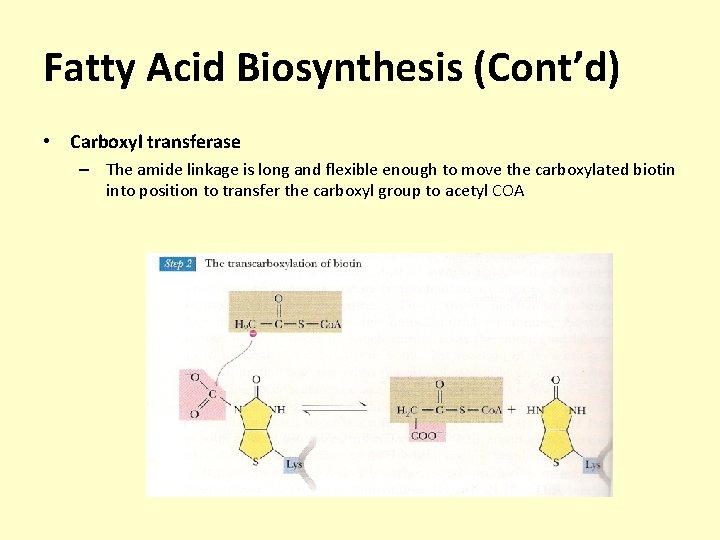 Fatty Acid Biosynthesis (Cont’d) • Carboxyl transferase – The amide linkage is long and